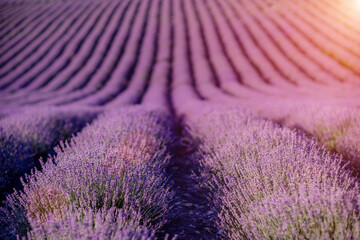 Lavender flower blooming scented fields in endless rows.