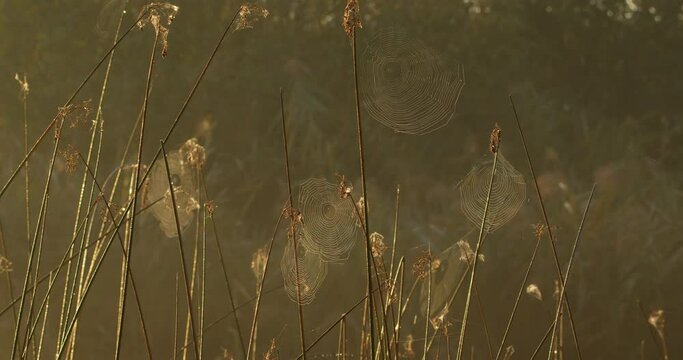 Spiderwebs on bare branches of dry plants in autumn afternoon