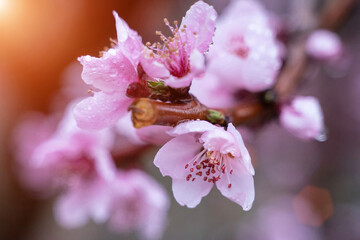 raindrops on peach blossom petals, close-up, blurred background.