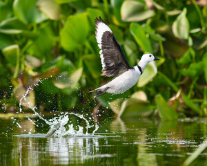 Cotton pygmy goose in flight