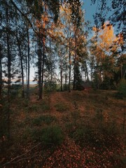 Obraz premium autumn in the woods