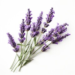 Photo of lavender flower isolated on white background