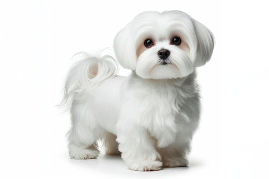 full body photo of a Maltese Dog isolated on solid white background. ai generative