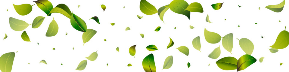 Mint Leaf Motion White Transparent Panoramic