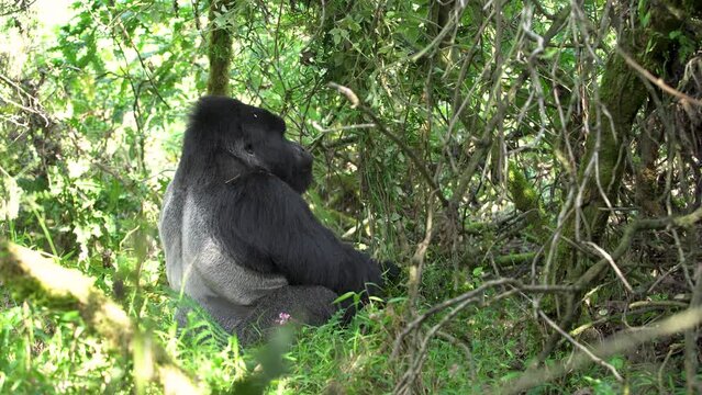 Rare mountain gorillas in the Mgahinga national park. Huge silverback in the rainforest. Gorillas in Uganda. 
