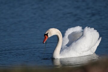 close up of a graceful white swan in a lake