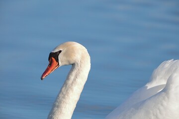 close up of a graceful white swan in a lake