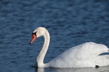 close up of a graceful white swan in a lake