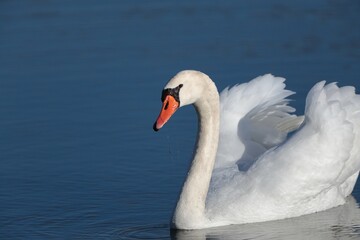 Fototapeta premium close up of a graceful white swan in a lake