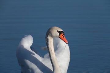 close up of a graceful white swan in a lake