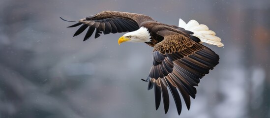 American Bald Eagle bird flying. AI generated image