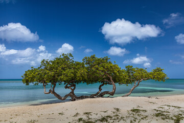 Tangled Fofoti tree on sandy Aruba beach. Vivid blue green sea behind. Deep blue cloudy sky above. 
