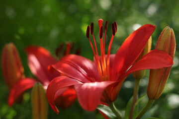 Oriental Lily flowers. Pink tropical  flower in the garden. Pink Asiatic Lily. Stargazer Lily...