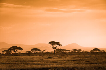 Fototapeta na wymiar Drzewa akacji na afrykańskiej sawannie w świetle zachodzącego slońca