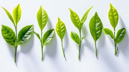 Fresh green tea leaves on white background