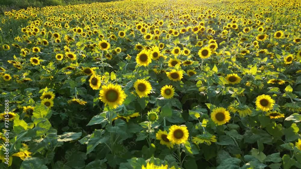 Wall mural field of sunflowers - maryland