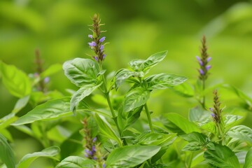 Fototapeta premium Close-up of a green basil plant with purple flowers