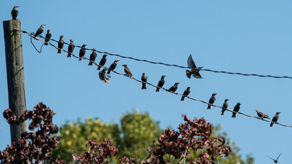 Flock of European Starling Perched and Resting on a Wire