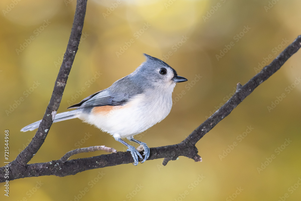 Poster tufted titmouse perched on an autumn branch