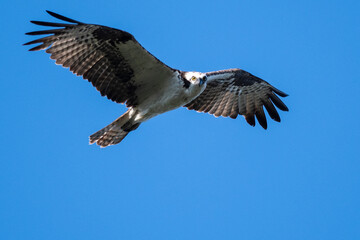Lone Osprey Flying in a Blue Sky While Making Direct Eye Contact