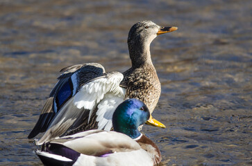 Mallard Duck Stretching Its Wings While Resting on the Quiet Blue Water