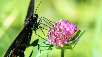 Eastern Tiger Swallowtail Butterfly Sipping Nectar from the Accommodating Flower