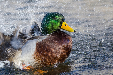 Mallard Duck Playing and Splashing in the Cool and Refreshing Water