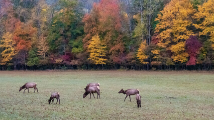 Naklejka na ściany i meble Herd of Elk Grazing Quietly on a Beautiful Autumn Morning
