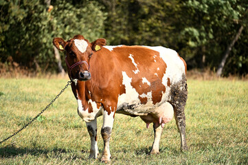 Fototapeta na wymiar beautiful cow with a spot on its forehead on a pasture