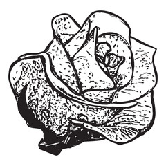 Rose flower abstract vintage line art on transparent background. Perfect for cards, product label, templates, web design, print design.