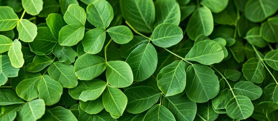 Fototapeta na wymiar Magnificent Moringa Leaf Extravaganza: A Stunning Showcase of the Versatile Moringa oleifera and its Lush Leaves