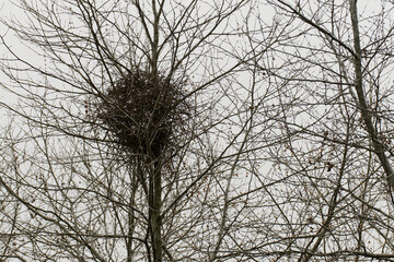 Fototapeta na wymiar Crow nests in winter