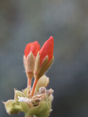 Floral Radiance: Capturing the Beauty of a Flower with a Lovely Blurred Background