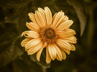 Close-up Of Orange Flowering Plant