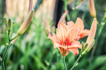 Closeup of orange lily blooms in summer