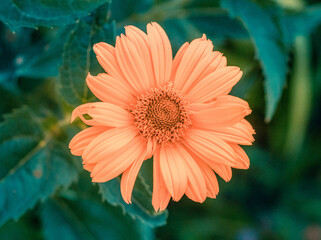 Close-up Of Orange Flowering Plant