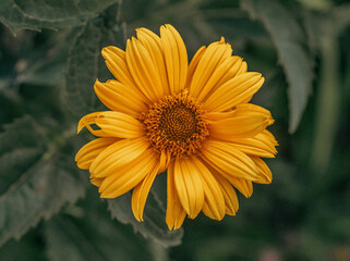 Close-up Of Orange Flowering Plant