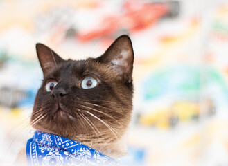 close-up image of a beautiful brown blue-eyed Siamese cat