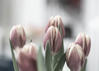 Beautiful tulip closeup. Detailed view of multiple tullips. A bouquet of red yellow tulips with fresh green leaves in soft lights at blur background in a vase on table at sunny spring day.