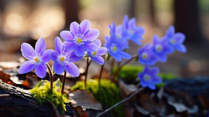 The forest is filled with beautiful spring flowers. hepatica hepatica nobilis is a gorgeous flower.