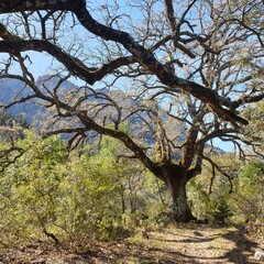 Trees with branches next to hiking path