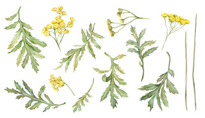 Watercolor common tansy. Set of yellow field flowers. Hand drawn illustration isolated on white background. Bundle botanical medicinal wildflowers clipart. Elements - obrazy, fototapety, plakaty