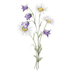 Watercolor Daisy and bluebell. Hand drawn illustration of Chamomile and little violet bell. bouquet of white blossom flowers on isolated background. Drawing botanical clipart. Painted wildflowers.