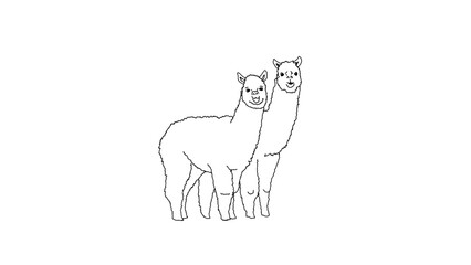 Vector outline of two alpaca