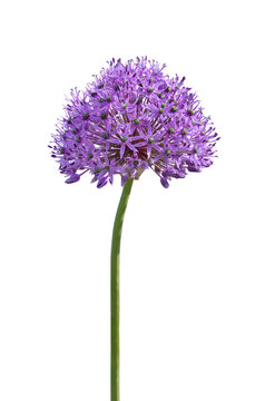 Purple ornamental Allium flower isolated cutout on transparent