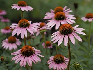Obraz premium Echinacea (Echinacea purpurea)