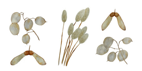 Watercolor dried flowers on isolated white background. Eucalyptus, haretail, maple seeds.