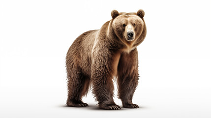 A bear on white background
