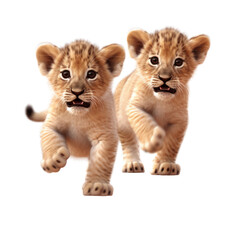 Obraz premium Cute African lion. Isolated on transparent background.