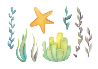 watercolor algae set. collection of cute underwater plants, starfish, seashell, coral. Sticker pack of tropical oceans, sea elements